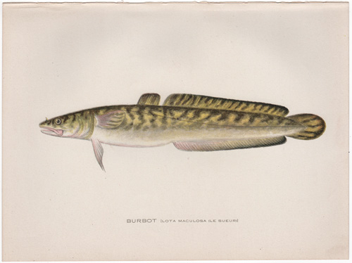 BURBOT